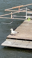 Larus argentatus