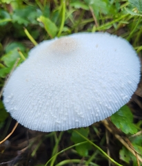 Leucocoprinus cepistipes