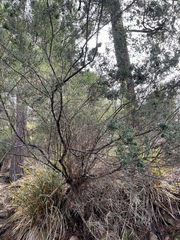 Prostanthera rotundifolia