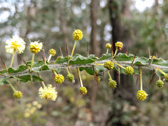 Acacia paradoxa