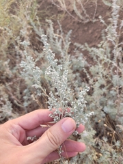 Artemisia austriaca
