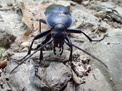 Carabus glabratus