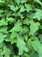Persicaria biconvexa