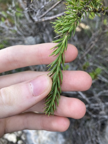 Image of Hakea costata by (c) Thomas Mesaglio, some rights reserved (CC BY)