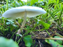 Leucocoprinus cepistipes