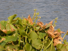 Sagittaria montevidensis