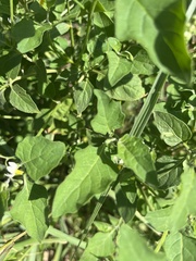Solanum emulans