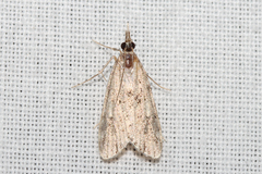 Scopariinae