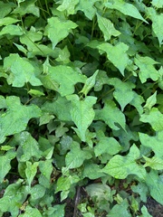 Persicaria biconvexa