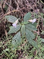 Impatiens uniflora