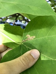 Amauromyza pleuralis