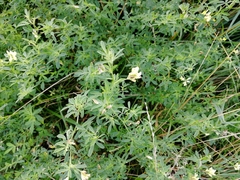 Medicago