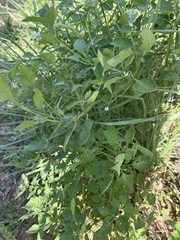 Solanum emulans