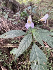 Impatiens uniflora