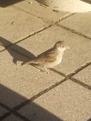 Passer domesticus domesticus