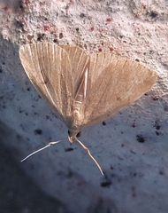 Phalaenostola metonalis