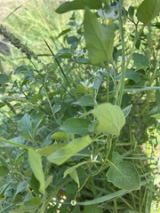Solanum emulans