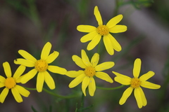 Senecio pinnatifolius