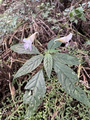 Impatiens uniflora