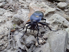 Carabus glabratus