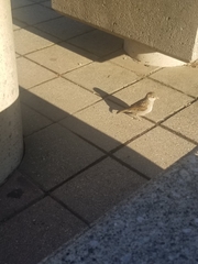 Passer domesticus domesticus