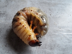 Lucanus cervus