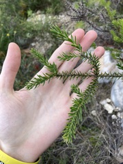 Hakea costata