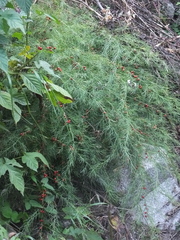 Asparagus schoberioides