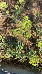 Crithmum maritimum