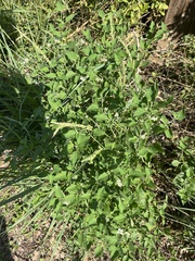Solanum emulans