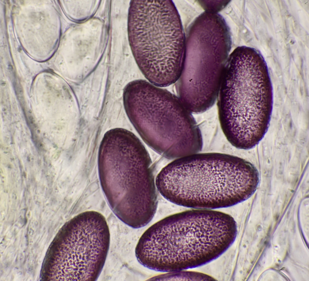 Ascobolus amoenus