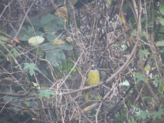 Spizixos semitorques