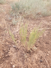 Artemisia pauciflora