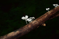 Marasmiineae