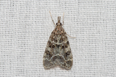 Scoparia basalis