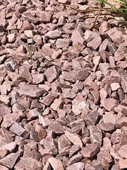 Dissosteira carolina