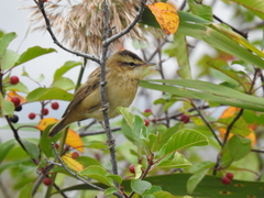 Acrocephalus schoenobaenus