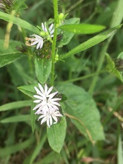 Elephantopus carolinianus