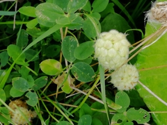 Trifolium fragiferum
