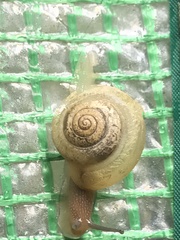 Bradybaena similaris