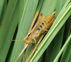 Gomphocerippus rufus