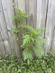 Ambrosia artemisiifolia