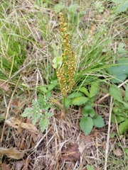 Sceptridium multifidum