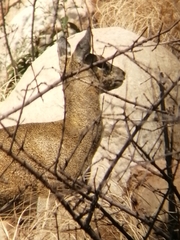 Oreotragus oreotragus transvaalensis