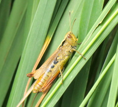 Gomphocerippus rufus