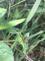 Elephantopus carolinianus