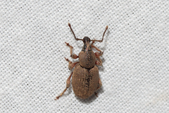 Otiorhynchus singularis