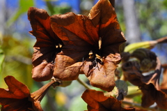 Cordia glabrata