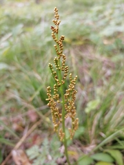 Sceptridium multifidum