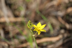 Bulbine bulbosa